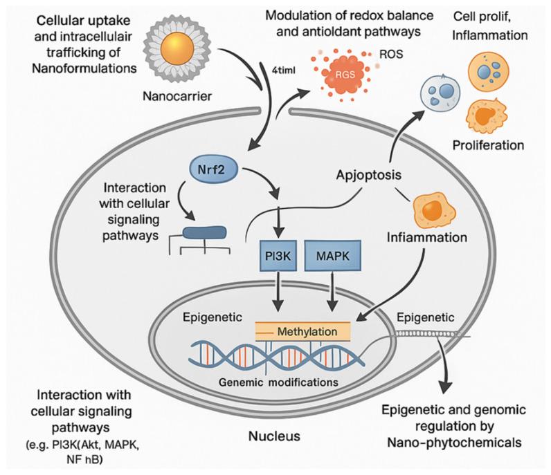 https://cdn.ncbi.nlm.nih.gov/pmc/blobs/82bb/12348851/cbc8b6ee2dbe/molecules-30-03177-g004.jpg