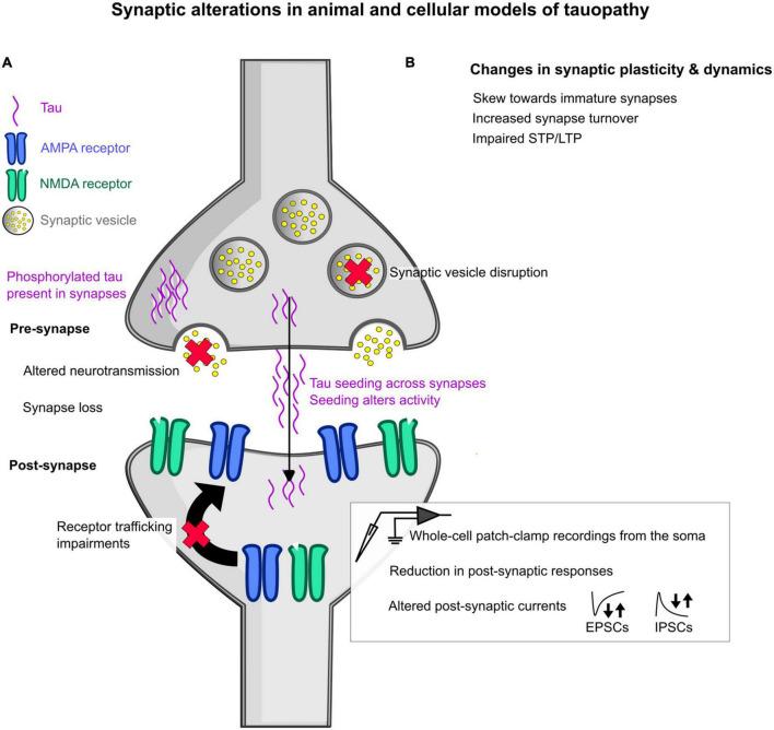 https://cdn.ncbi.nlm.nih.gov/pmc/blobs/82d4/10033629/9d8b42a4b8cc/fnsyn-15-1129036-g002.jpg