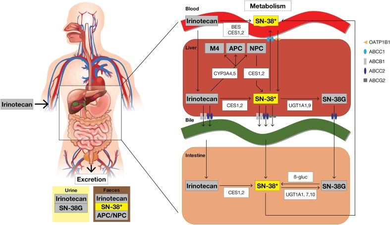 https://cdn.ncbi.nlm.nih.gov/pmc/blobs/82dc/6132501/090e5dd00208/40262_2018_644_Fig2_HTML.jpg