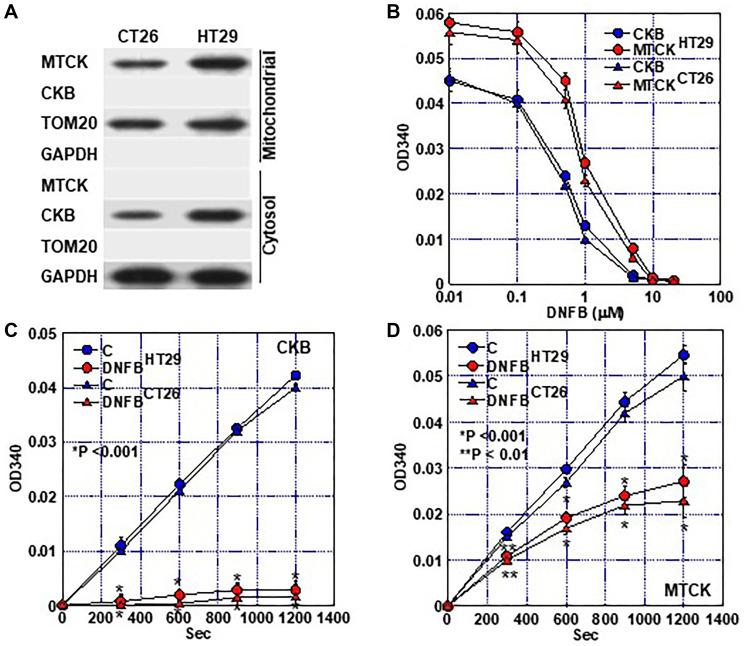 https://cdn.ncbi.nlm.nih.gov/pmc/blobs/82fe/10197964/59e3e3c1251d/oncotarget-14-28436-g002.jpg