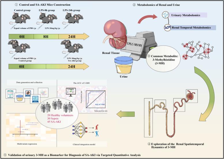 https://cdn.ncbi.nlm.nih.gov/pmc/blobs/8346/12380662/fff9d71b55c8/13613_2025_1550_Fig1_HTML.jpg