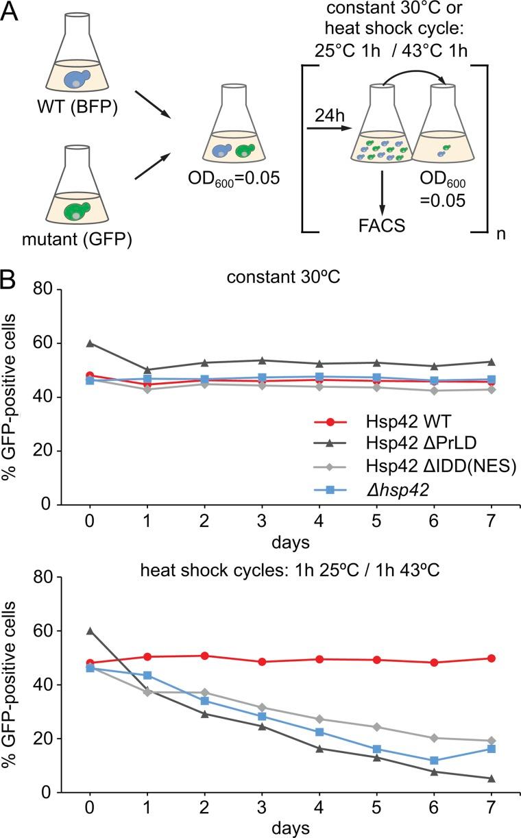 https://cdn.ncbi.nlm.nih.gov/pmc/blobs/8369/5881502/cef9afb99bb1/JCB_201708116_Fig8.jpg