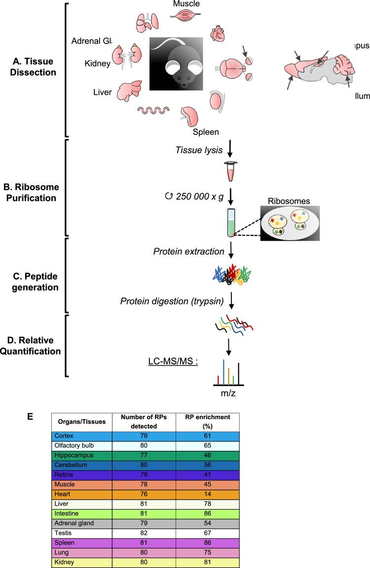 https://cdn.ncbi.nlm.nih.gov/pmc/blobs/837e/12022211/312d650ca0a7/18_2025_5708_Fig1_HTML.jpg