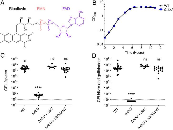 https://cdn.ncbi.nlm.nih.gov/pmc/blobs/8392/9060500/92a519ab6994/pnas.2122173119fig01.jpg