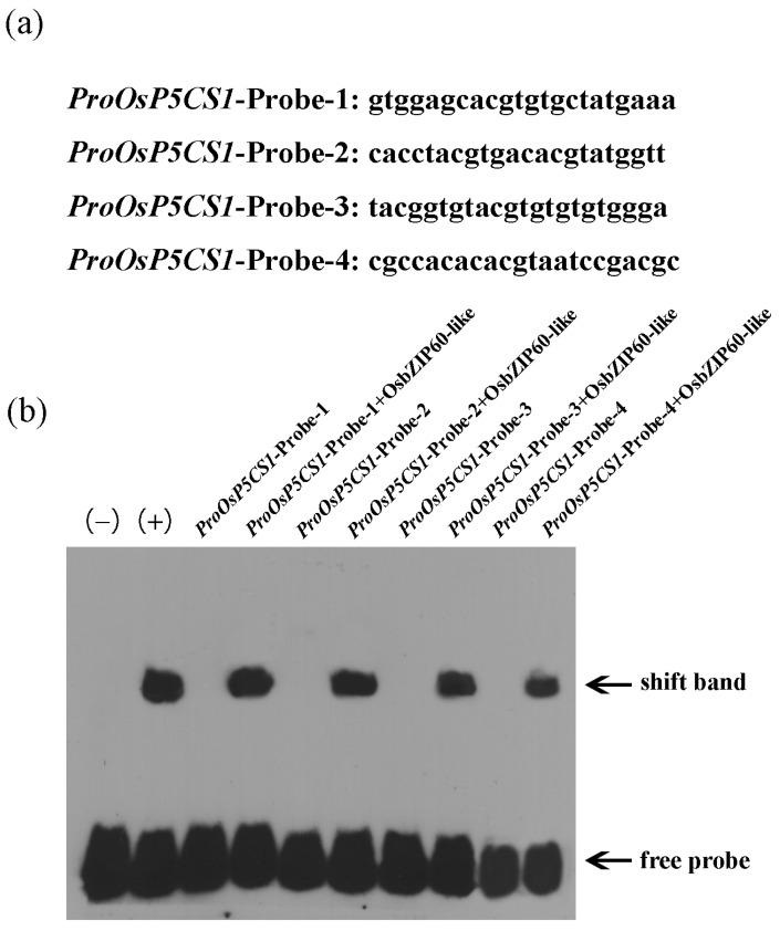 https://cdn.ncbi.nlm.nih.gov/pmc/blobs/83ee/10780308/5b5bf27182ec/plants-13-00049-g004.jpg