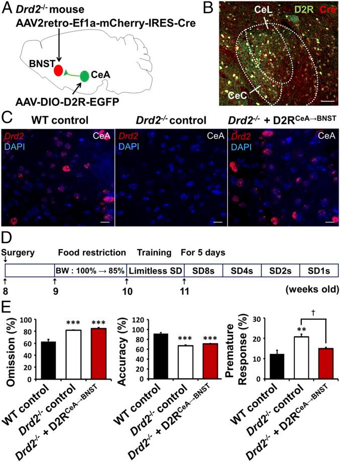 https://cdn.ncbi.nlm.nih.gov/pmc/blobs/83f8/6233075/97ef6a7b2a42/pnas.1811664115fig06.jpg