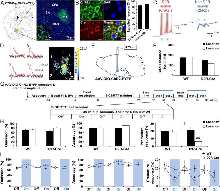 https://cdn.ncbi.nlm.nih.gov/pmc/blobs/83f8/6233075/ba04d7bbc334/pnas.1811664115fig02.jpg