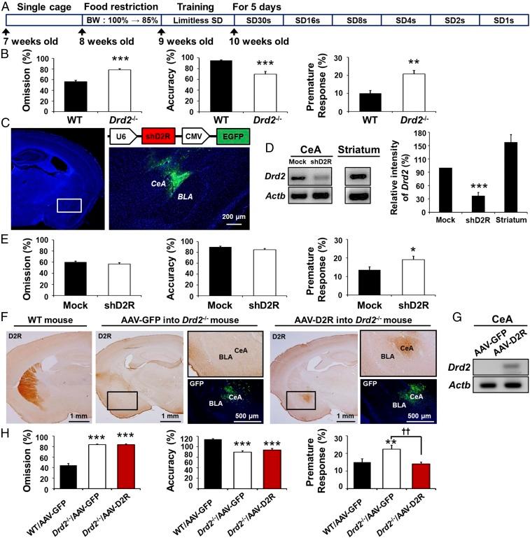 https://cdn.ncbi.nlm.nih.gov/pmc/blobs/83f8/6233075/d21be5cfa3bf/pnas.1811664115fig01.jpg