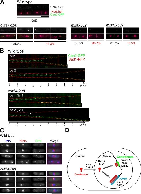https://cdn.ncbi.nlm.nih.gov/pmc/blobs/8427/2290841/fcc9ba664e9e/jcb1801115f08.jpg