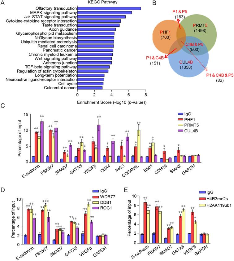 https://cdn.ncbi.nlm.nih.gov/pmc/blobs/8436/6061854/3a21503971fb/gky461fig4.jpg
