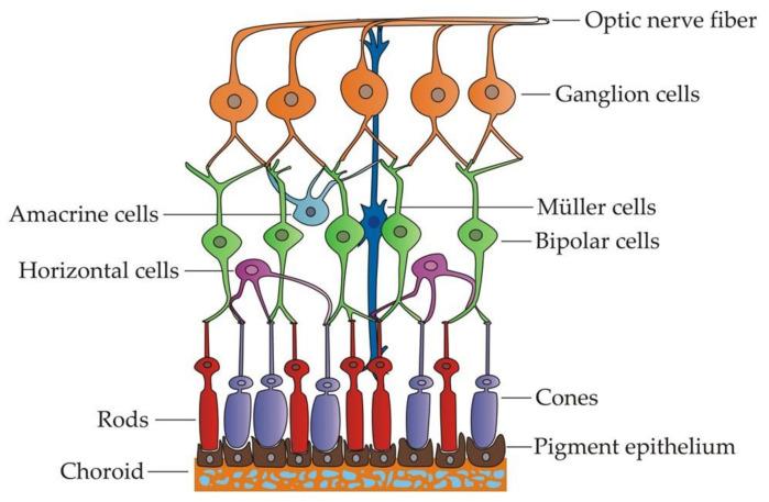 https://cdn.ncbi.nlm.nih.gov/pmc/blobs/8447/7831942/b9ab7d8223ed/genes-12-00112-g001.jpg
