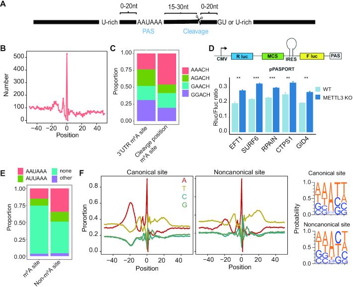 https://cdn.ncbi.nlm.nih.gov/pmc/blobs/845b/7293016/b96ccb4845bf/gkaa347fig2.jpg
