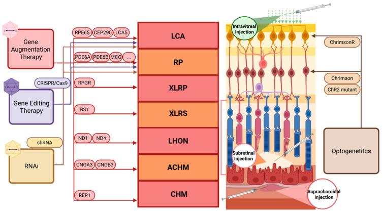 https://cdn.ncbi.nlm.nih.gov/pmc/blobs/8471/12292589/1ac143f5d241/biomolecules-15-00940-g003.jpg