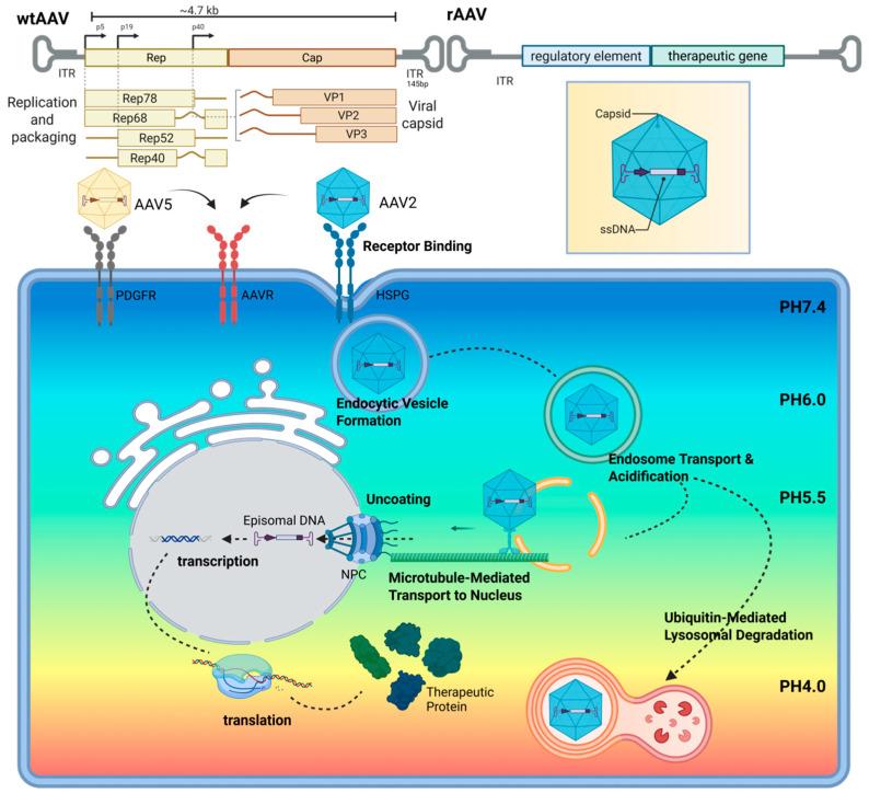https://cdn.ncbi.nlm.nih.gov/pmc/blobs/8471/12292589/d74fa1ba62d3/biomolecules-15-00940-g002.jpg