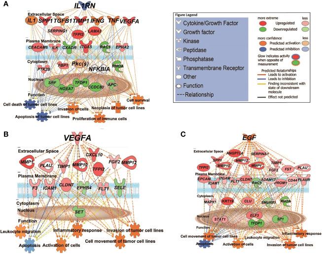 https://cdn.ncbi.nlm.nih.gov/pmc/blobs/8475/9035872/210c1993680e/fonc-12-835929-g004.jpg