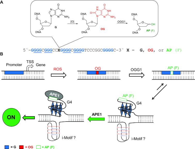 https://cdn.ncbi.nlm.nih.gov/pmc/blobs/8496/6547423/7d3a4356041d/gkz207fig1.jpg
