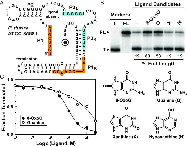 https://cdn.ncbi.nlm.nih.gov/pmc/blobs/851e/10556655/5a43b7c233a4/pnas.2307854120fig03.jpg
