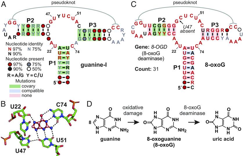 https://cdn.ncbi.nlm.nih.gov/pmc/blobs/851e/10556655/8692162ed050/pnas.2307854120fig01.jpg