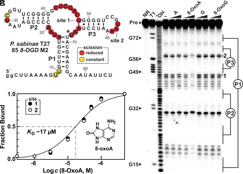 https://cdn.ncbi.nlm.nih.gov/pmc/blobs/851e/10556655/abcd9e44de12/pnas.2307854120fig06.jpg