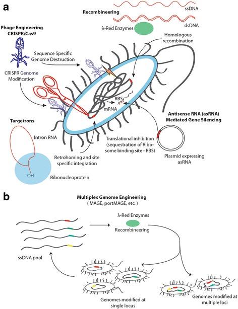 https://cdn.ncbi.nlm.nih.gov/pmc/blobs/8525/5097395/55d877759b95/12866_2016_876_Fig1_HTML.jpg