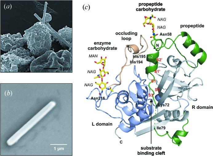 https://cdn.ncbi.nlm.nih.gov/pmc/blobs/8528/4416669/9d5dbbbc9d12/s-22-00514-fig2.jpg