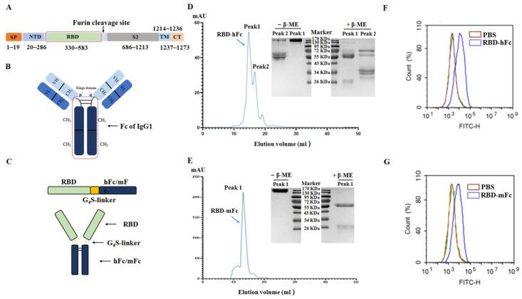 https://cdn.ncbi.nlm.nih.gov/pmc/blobs/8578/8541238/218afc84e306/viruses-13-01936-g002.jpg