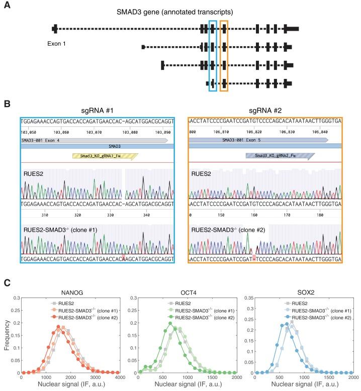 https://cdn.ncbi.nlm.nih.gov/pmc/blobs/8599/6234031/28c17c26cd3e/elife-38279-fig4-figsupp2.jpg