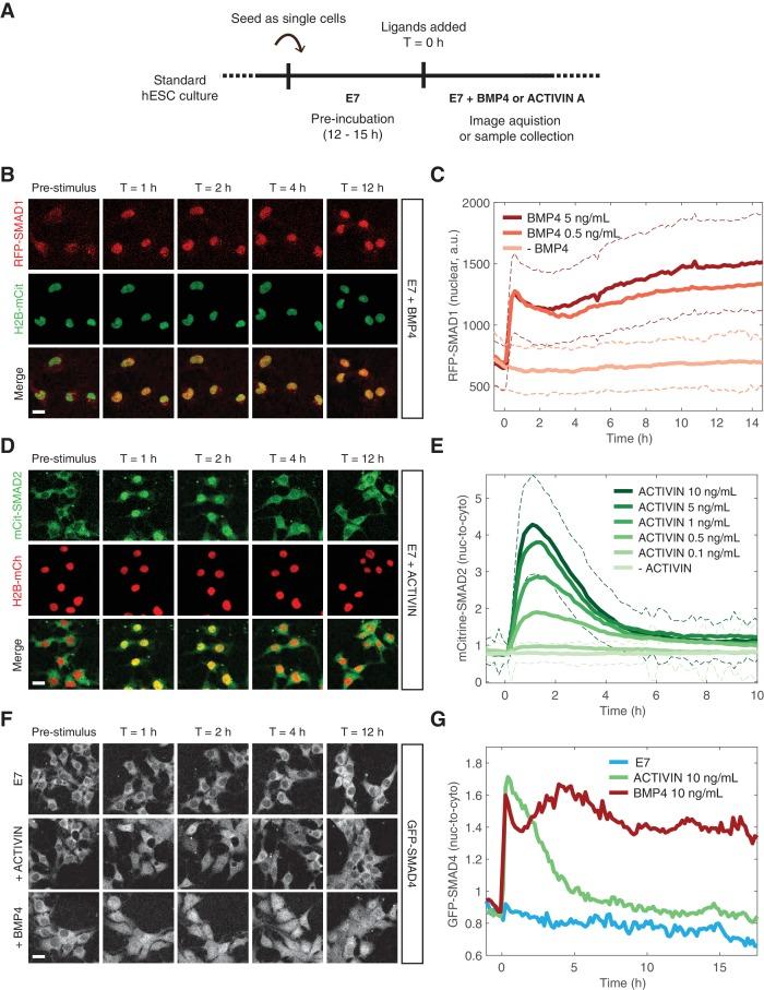 https://cdn.ncbi.nlm.nih.gov/pmc/blobs/8599/6234031/41d88b4baa7a/elife-38279-fig3.jpg