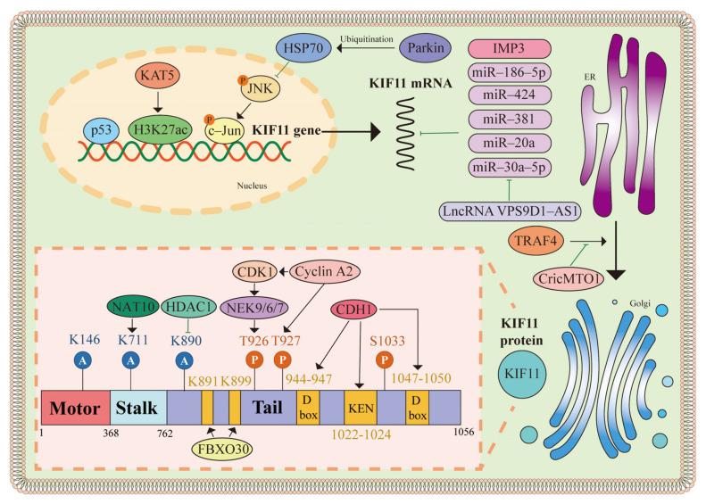 https://cdn.ncbi.nlm.nih.gov/pmc/blobs/85fc/11047945/3621bbdbedbc/biomolecules-14-00386-g003.jpg