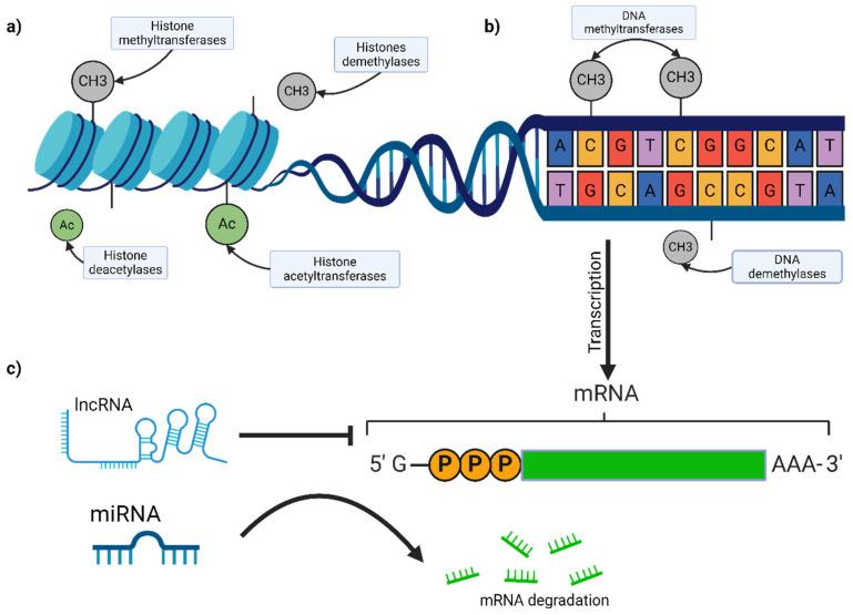 https://cdn.ncbi.nlm.nih.gov/pmc/blobs/860a/11351162/64b6b9ea1ba3/biomedicines-12-01851-g002.jpg
