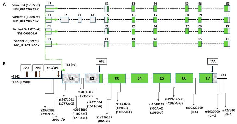 https://cdn.ncbi.nlm.nih.gov/pmc/blobs/8646/10815803/32b1bd7748b8/genes-15-00087-g001.jpg