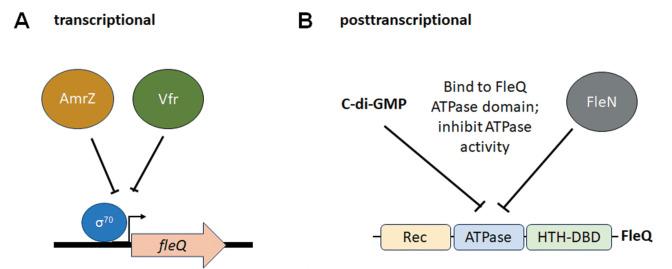 https://cdn.ncbi.nlm.nih.gov/pmc/blobs/8696/10955856/c50904181913/jb.00365-23.f003.jpg