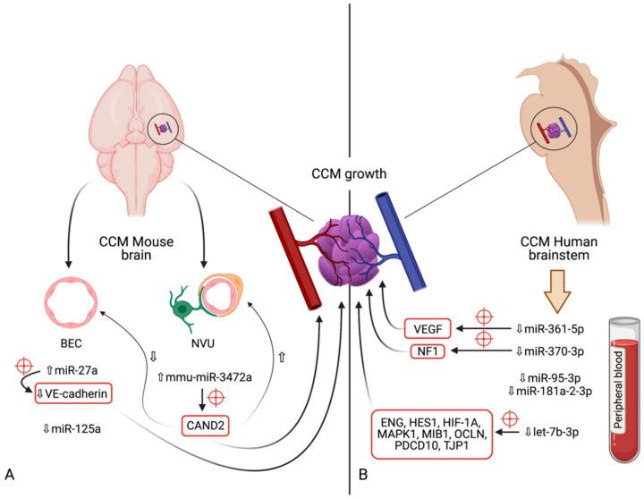 https://cdn.ncbi.nlm.nih.gov/pmc/blobs/86a7/8227573/bad4dfa893a0/cells-10-01373-g003.jpg