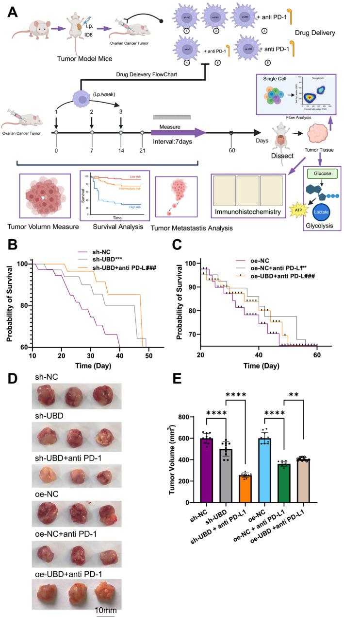 https://cdn.ncbi.nlm.nih.gov/pmc/blobs/86bc/12278697/37298e118fe5/CCS3-19-e70034-g008.jpg