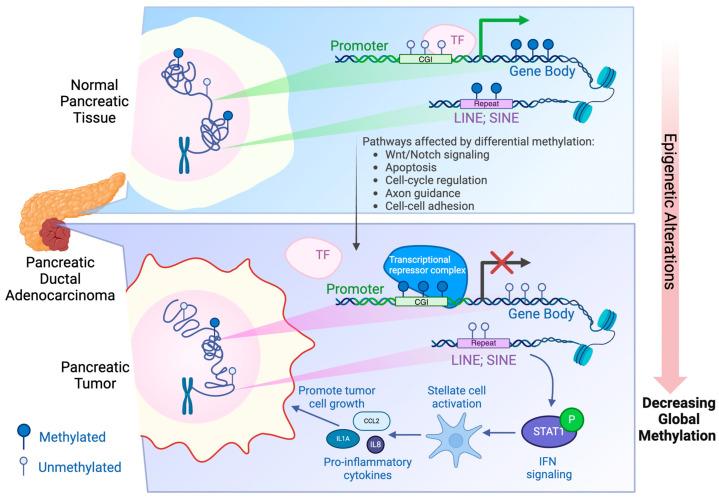 https://cdn.ncbi.nlm.nih.gov/pmc/blobs/86f4/11587027/d884c70270cd/epigenomes-08-00041-g001.jpg