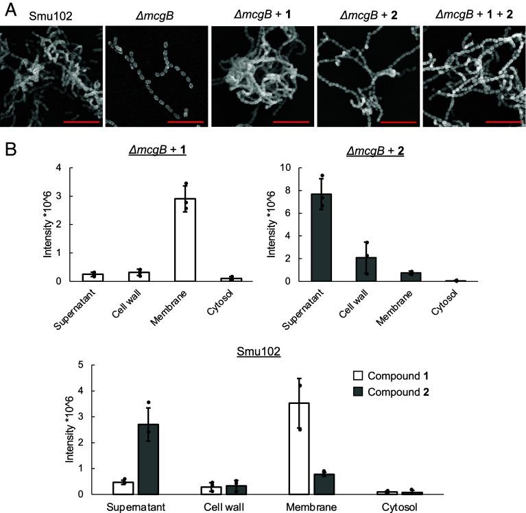 https://cdn.ncbi.nlm.nih.gov/pmc/blobs/8715/12403116/5c2ef617b376/pnas.2504492122fig06.jpg