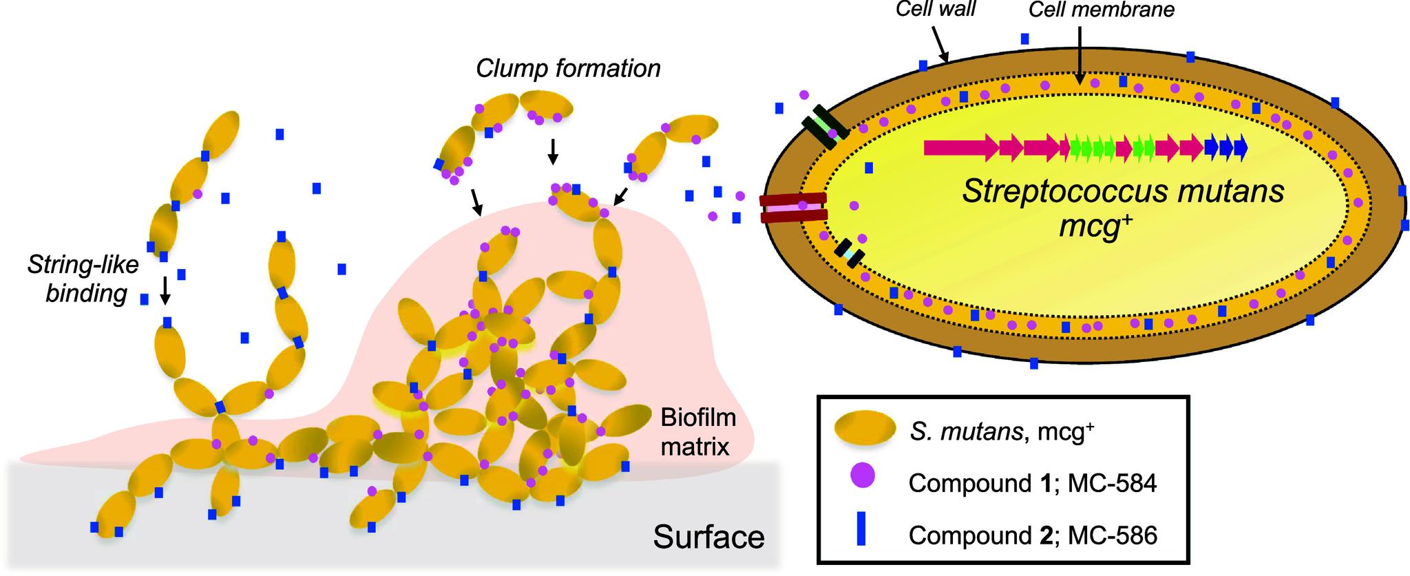https://cdn.ncbi.nlm.nih.gov/pmc/blobs/8715/12403116/8d0637389c26/pnas.2504492122fig05.jpg