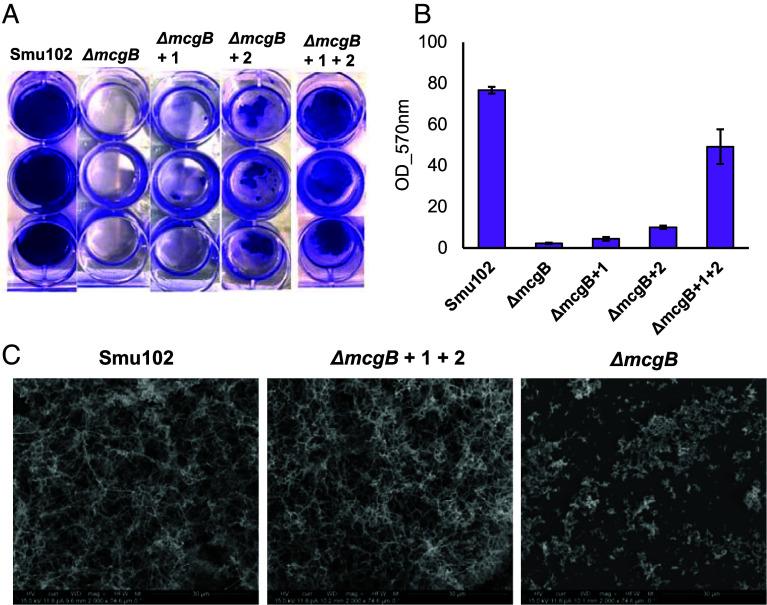 https://cdn.ncbi.nlm.nih.gov/pmc/blobs/8715/12403116/a12fc081e001/pnas.2504492122fig04.jpg