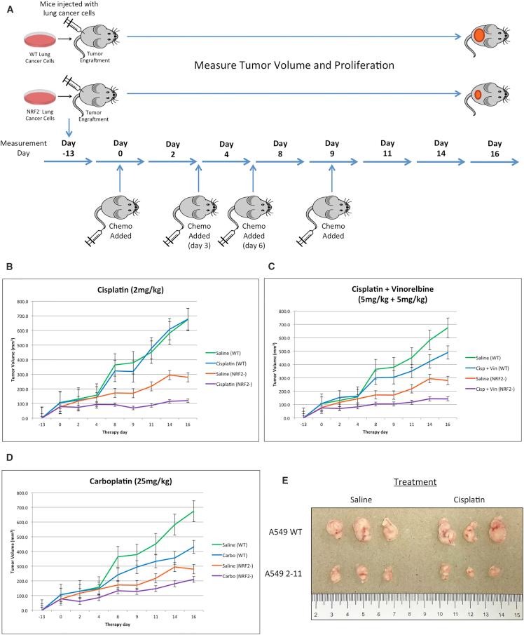 https://cdn.ncbi.nlm.nih.gov/pmc/blobs/8740/6251792/c4fec2951435/gr5.jpg
