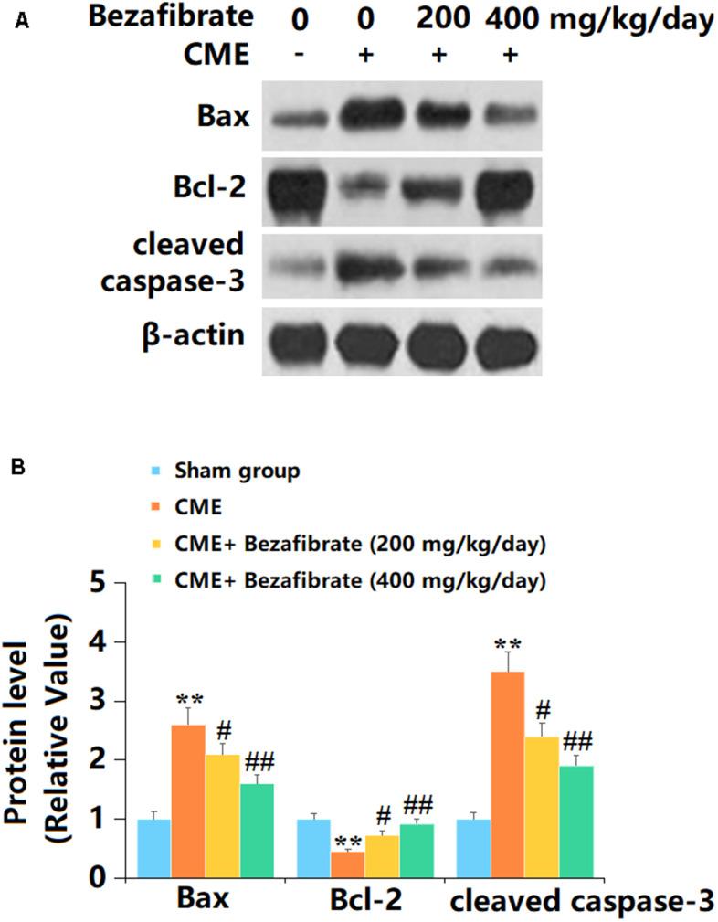 https://cdn.ncbi.nlm.nih.gov/pmc/blobs/8747/11501380/dc1cad992518/aging-16-205707-g006.jpg
