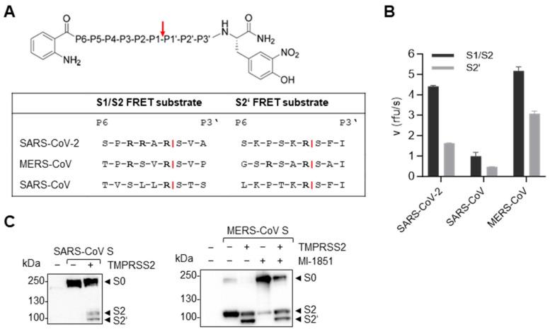 https://cdn.ncbi.nlm.nih.gov/pmc/blobs/8767/11599139/8f0d802f02a6/viruses-16-01798-g002.jpg