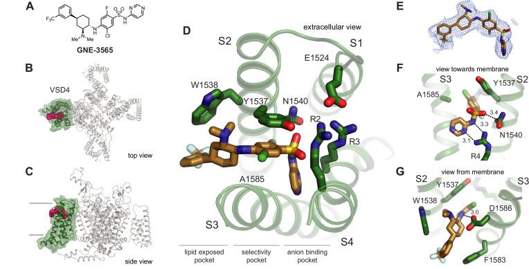https://cdn.ncbi.nlm.nih.gov/pmc/blobs/877d/10112885/cfccf9b26c38/elife-84151-fig2.jpg