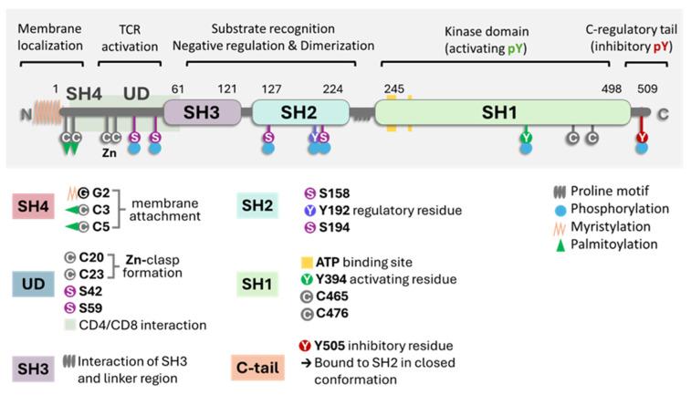 https://cdn.ncbi.nlm.nih.gov/pmc/blobs/87ac/11311849/0e2d2dc05f00/cancers-16-02630-g001.jpg