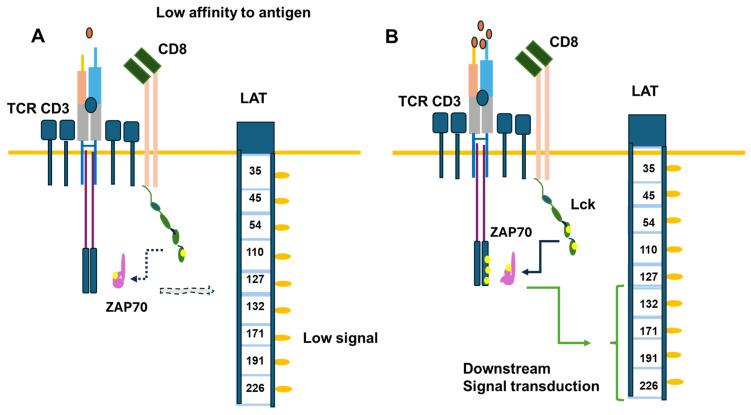 https://cdn.ncbi.nlm.nih.gov/pmc/blobs/87ac/11311849/16d93675a200/cancers-16-02630-g005.jpg