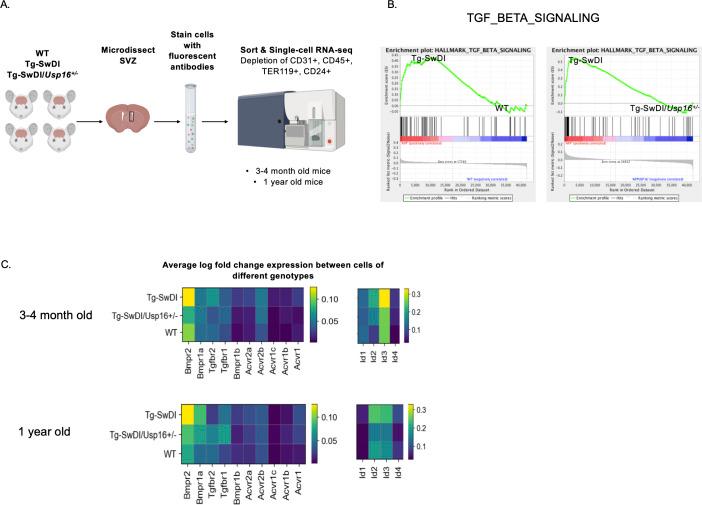 https://cdn.ncbi.nlm.nih.gov/pmc/blobs/87e3/9122497/56803fa80a27/elife-66037-fig5.jpg