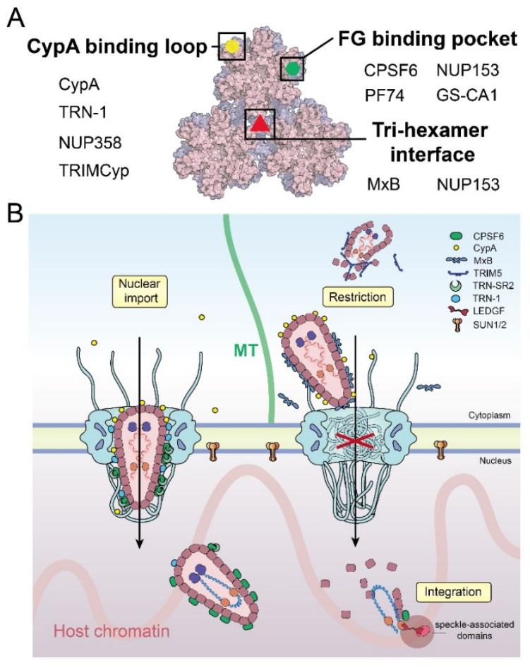 https://cdn.ncbi.nlm.nih.gov/pmc/blobs/87f3/8619967/0c582c45279b/viruses-13-02242-g004.jpg
