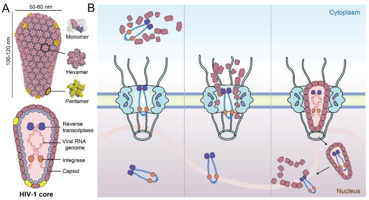 https://cdn.ncbi.nlm.nih.gov/pmc/blobs/87f3/8619967/8a691a69d44e/viruses-13-02242-g001.jpg