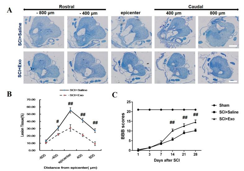 https://cdn.ncbi.nlm.nih.gov/pmc/blobs/8803/9599527/24519ce42da0/brainsci-12-01322-g002.jpg