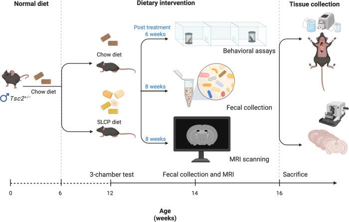 https://cdn.ncbi.nlm.nih.gov/pmc/blobs/8804/10830571/b4e00be4cb75/41398_2024_2752_Fig1_HTML.jpg
