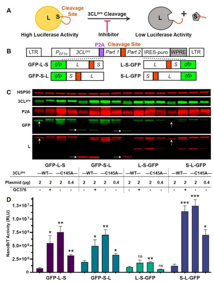 https://cdn.ncbi.nlm.nih.gov/pmc/blobs/884c/7911889/5d398c3c9657/viruses-13-00173-g001.jpg